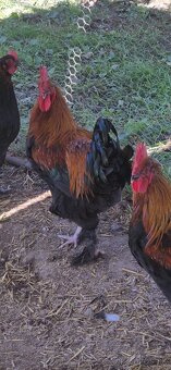 Kohút Marans čierny medenokrký - 4