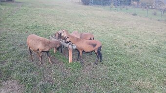 Kamerunské Ovce - 4