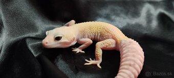 Gekončík nočný - 4