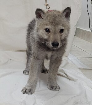 Československý vlčiak šteniatka - bez PP po rodičoch s PP - 4