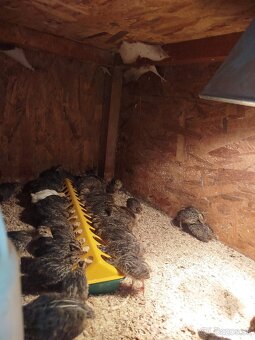 Japonské prepelice - 4