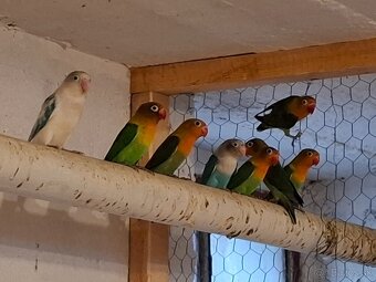 Malé a stredné papagaje - 4