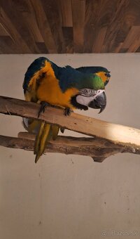 Ara Ararauna 1.0 - 4