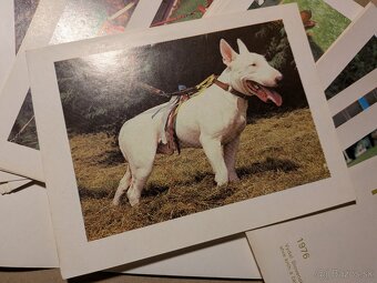 Poľovné psy slovom a obrazom - 4