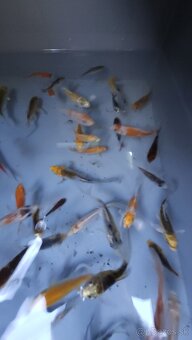 Predám Japonské butterfly koi kapre - 4