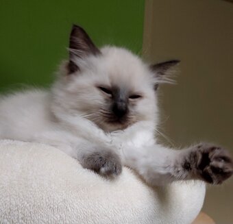 Modrooká holčička Ragdoll k REZERVACI - 4