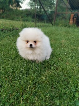 Pomeranian - 4