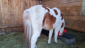 Pony kobyla - 4