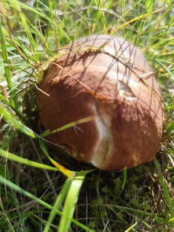 Ponúknite pozemky lesy lúky - 4