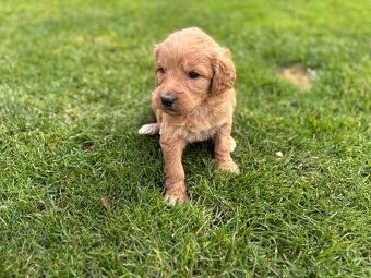 Goldendoodle - 4