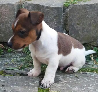 jack russel terier - 4