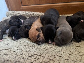 Americký stafordsirsky terier, Stafford, amstaf - 4