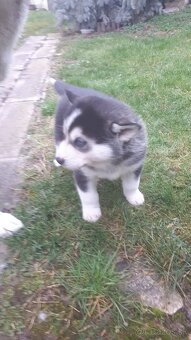 Šteniatka Husky - 4