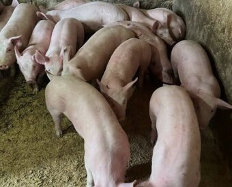Ponúkam na predaj prasatá - 4