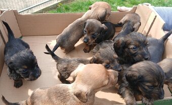 Jazvečik Predam šteniatka - 4