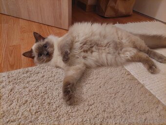 Ragdoll kocur - 4