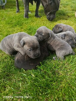 Cane Corso - 4