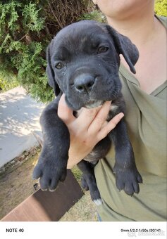 Cane Corso - FENKY - 4