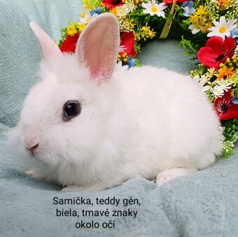 Zakrslé ( zdrobnené) králiky s VP rôzne mláďatká - 4