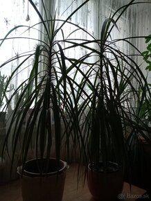 Dracena - 4