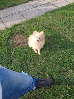 Oranžový špic -Pomeranian - 4