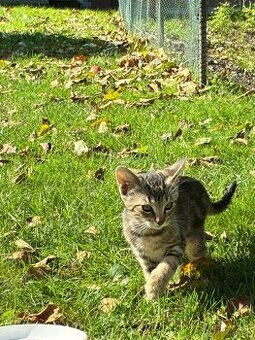 Darujem mačiatka - 4