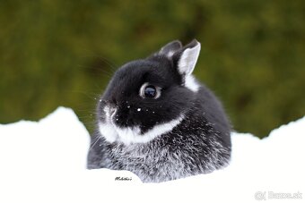 Zakrslý bielopesíkaty čierny - 4