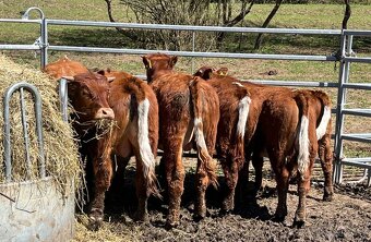 Predám býčky, býky - 4