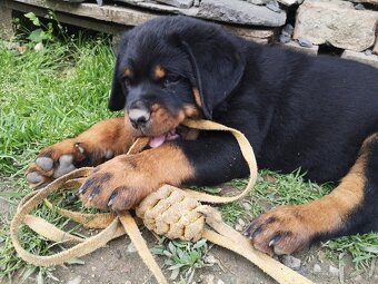 Rottweiler, Rotvajler, RTW - posledný psík - 4