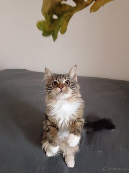 Maine coon - 4