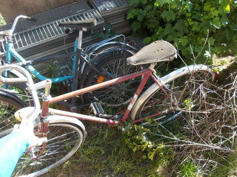 Stary favorit,eska - 4