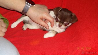 čivava krátkosrstá - 4