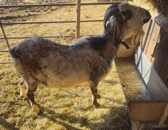 Anglonubijsky cap - 4