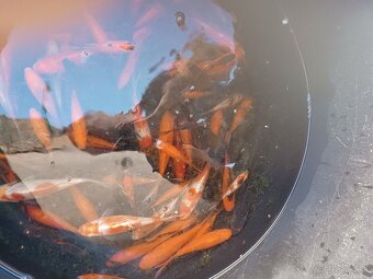 Jazierkové ryby - 4