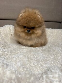 Pomeranian Mini - 4