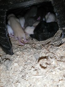 Potkaníky - 4