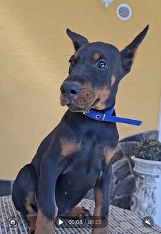 DOBERMAN ŠTENIATKA S FCI P.P. - 4