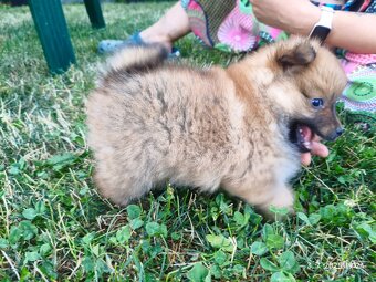 Pomeranian špic oranžovy šteňa k odberu ihneď. - 4