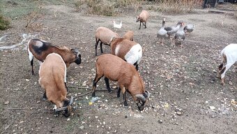 Predám Kamerúnske ovce - 4