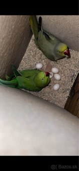 Predám cely chov a drevené voliéry - 4