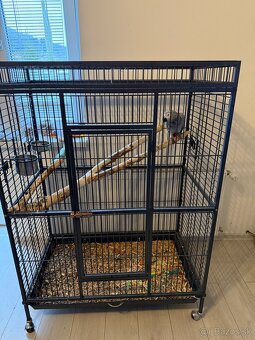 Zako Kongo samička 7rokov samček 6rokov - 4