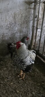 Wyandotka strieborno čierne lemovaná - veĺká forma - 4