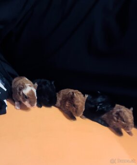 5 týždňové morčiatka - 4