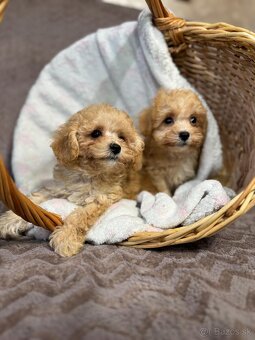 Maltipoo - 4