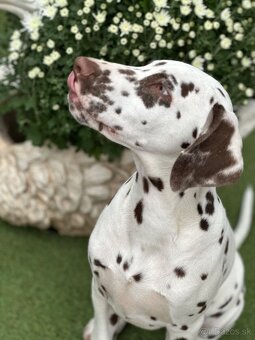 Dalmatínsky pes - 4