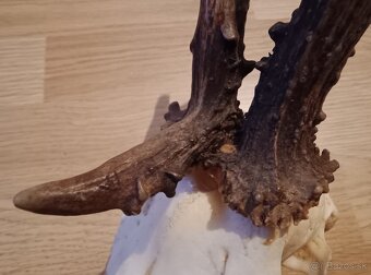 Trofej trofeje parohy parožie zhody,,, - 4