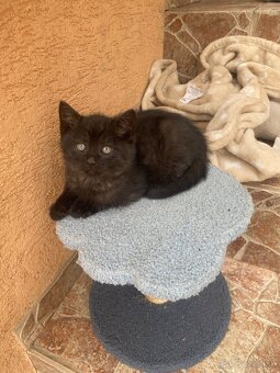 Darujem dvoch kocúrikov - 4