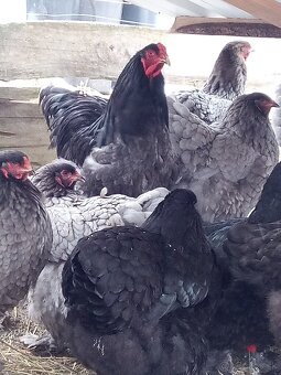 NV Brahman modré čierne 1,50€ - 4