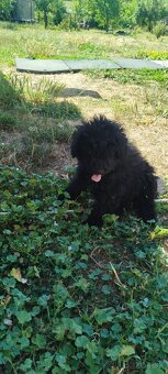 Puli na predaj/ Eladó puli kölykök - 4