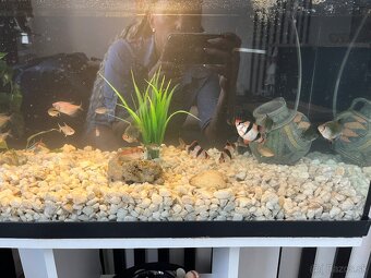 Predám aquarium aj zo skrinkou - 4
